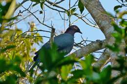 Image of Scaly-naped Pigeon