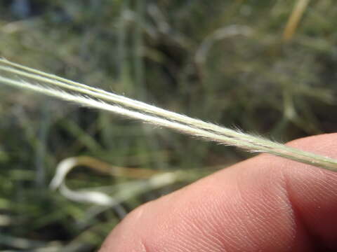 Plancia ëd Stipa neomexicana (Thurb.) Scribn.