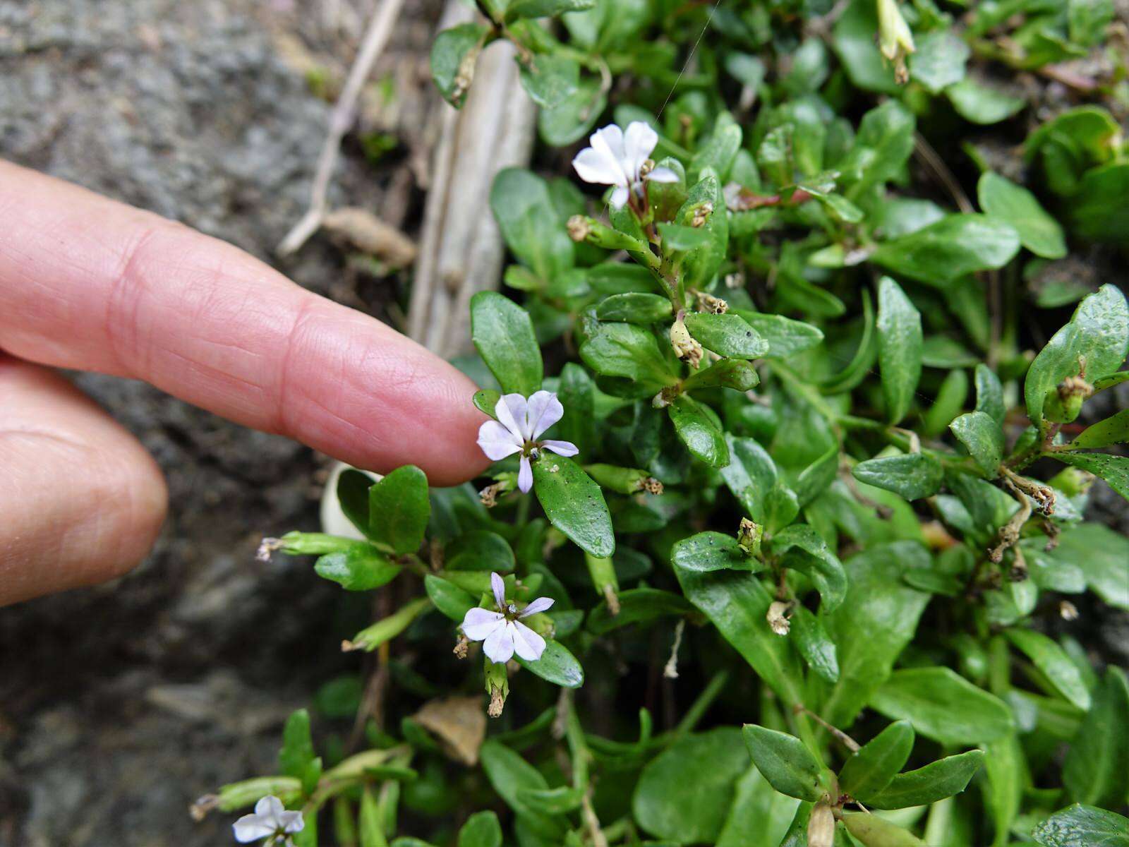 Image of Lobelia anceps L. fil.