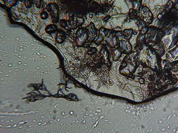 Image of Peronospora alsinearum