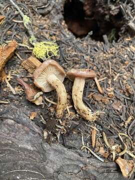 Image of Clitocybe albirhiza H. E. Bigelow & A. H. Sm. 1963