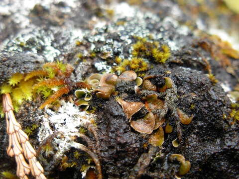 Image of globe fishscale lichen