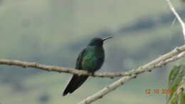 Colibri coruscans (Gould 1846) resmi