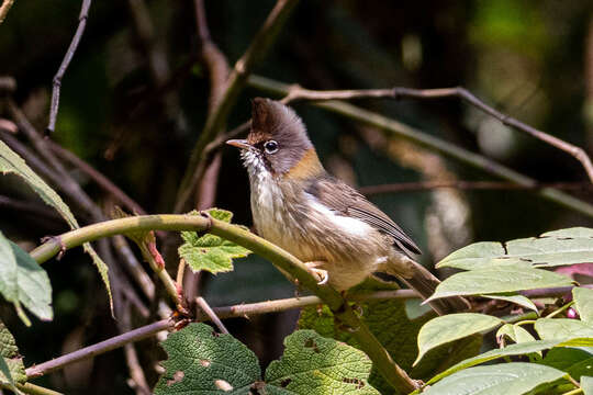 Image of Whiskered Yuhina