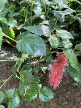 Acalypha pendula C. Wright ex Griseb. resmi