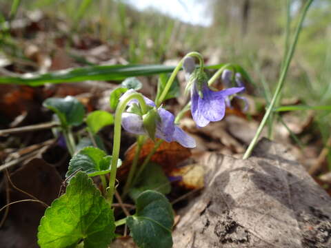 Image of Viola dubia Wiesb.