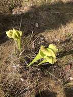 Image of pitcherplant