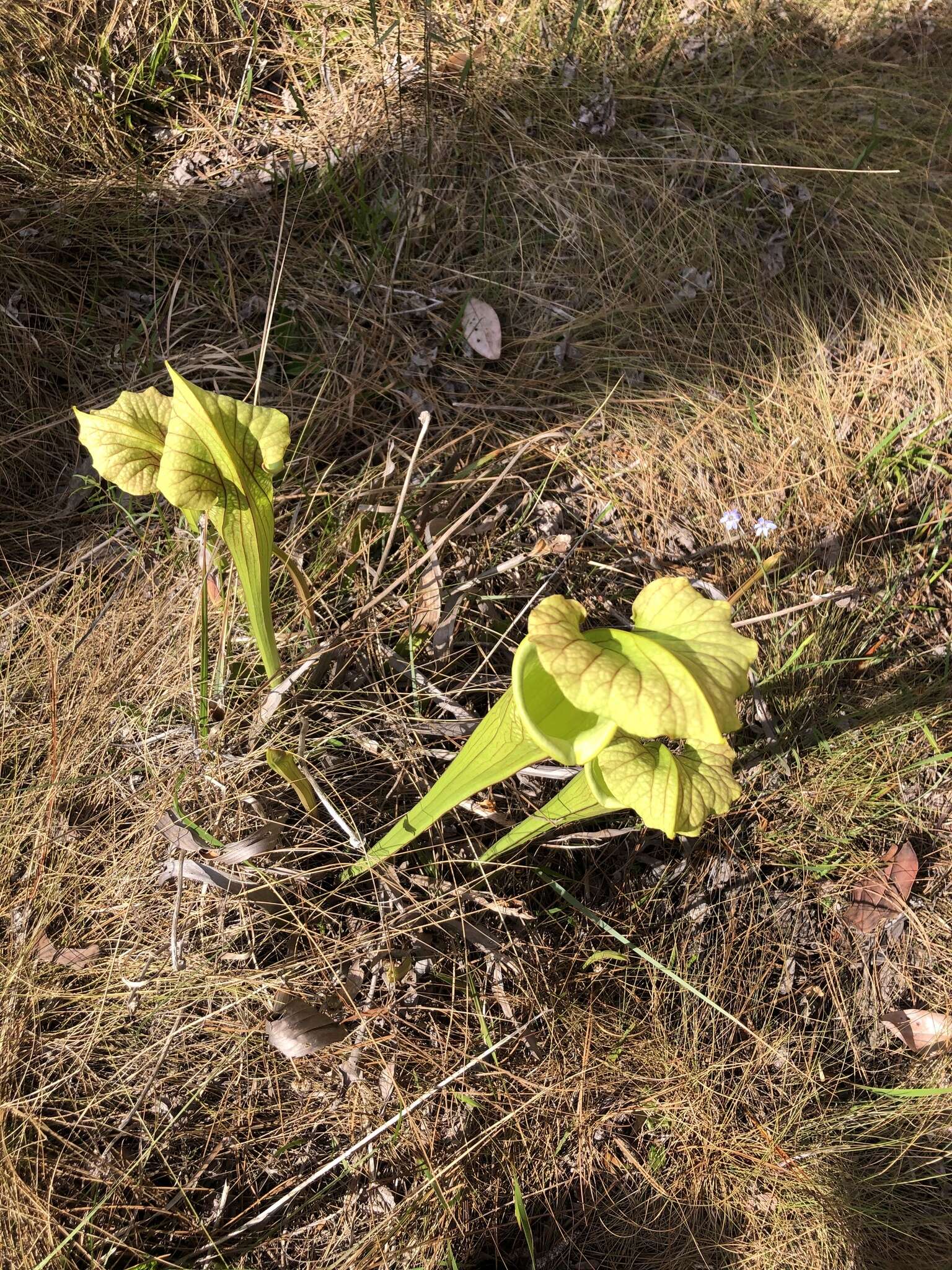 Image of pitcherplant