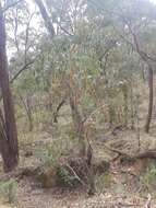 Image of broadleaf peppermint gum