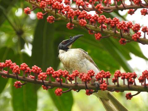 Image of Noisy Friarbird