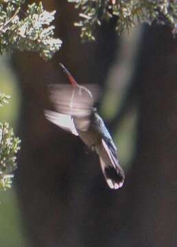 Image de Cynanthus latirostris propinquus Moore & RT 1939