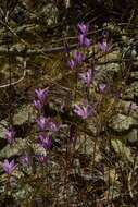 Sivun Brodiaea sierrae R. E. Preston kuva