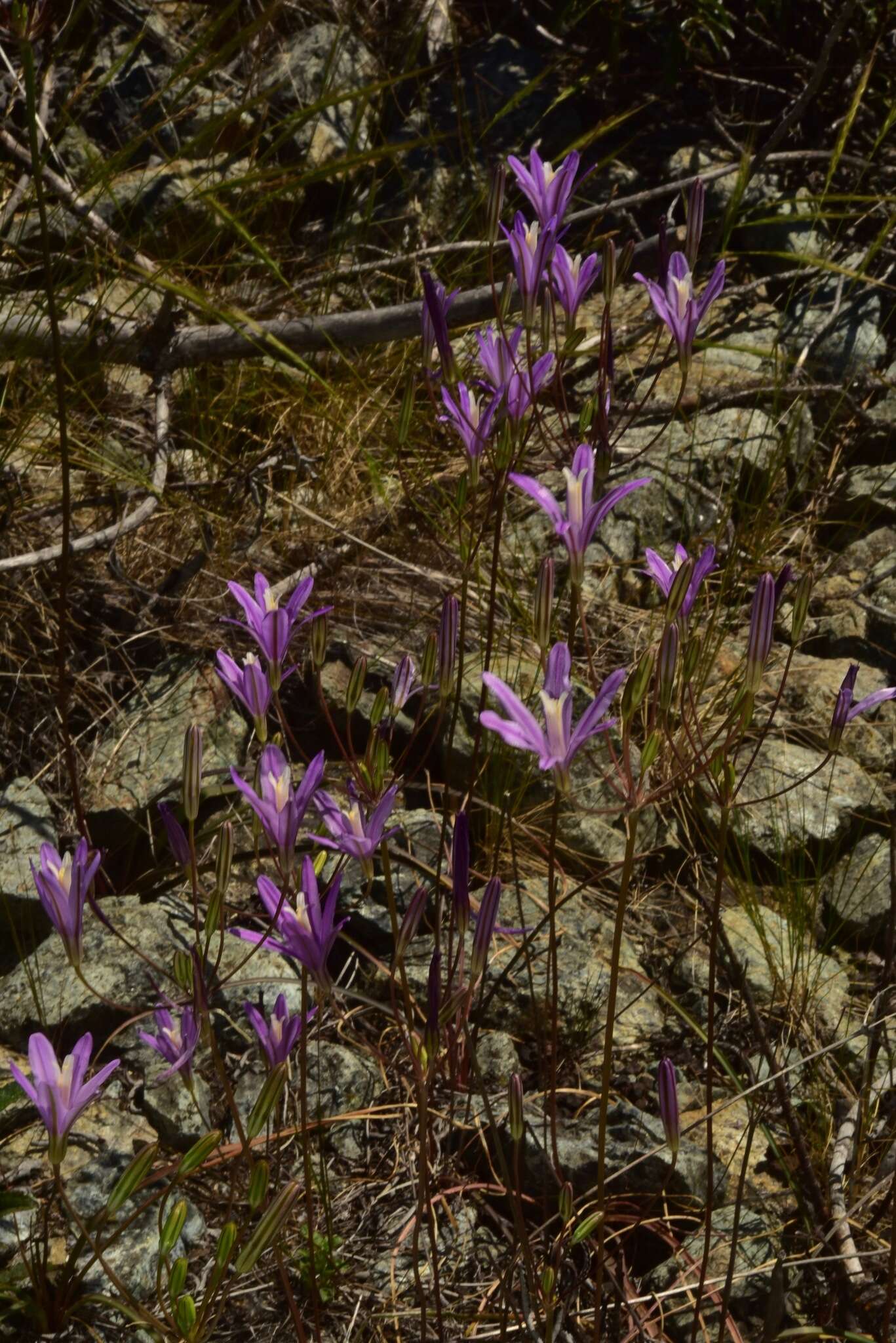 Sivun Brodiaea sierrae R. E. Preston kuva