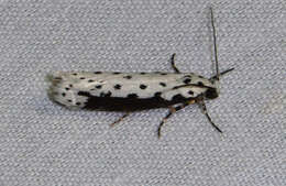 Image of Ethmia hagenella Chambers 1878