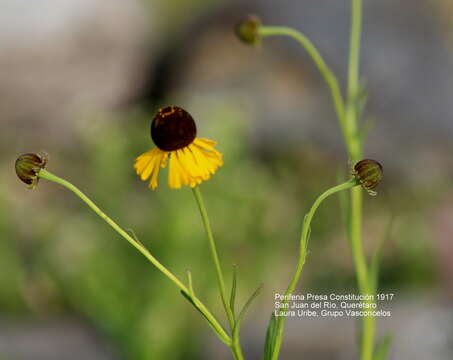 Image of Helenium mexicanum Kunth