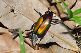 Plancia ëd Caelorrhina relucens (Bates 1881)