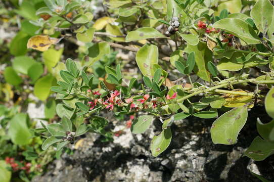 Indigofera trifoliata L.的圖片