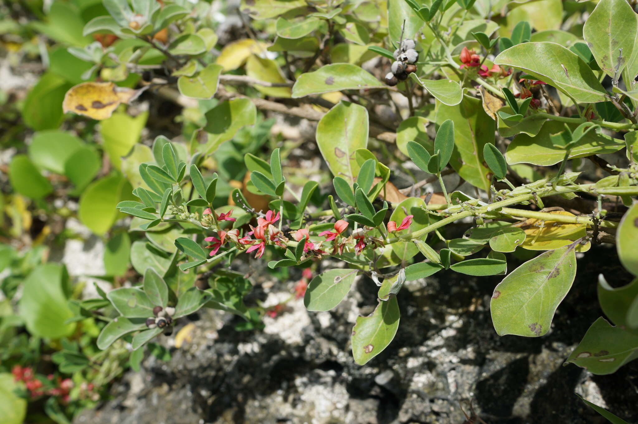 Image of threeleaf indigo