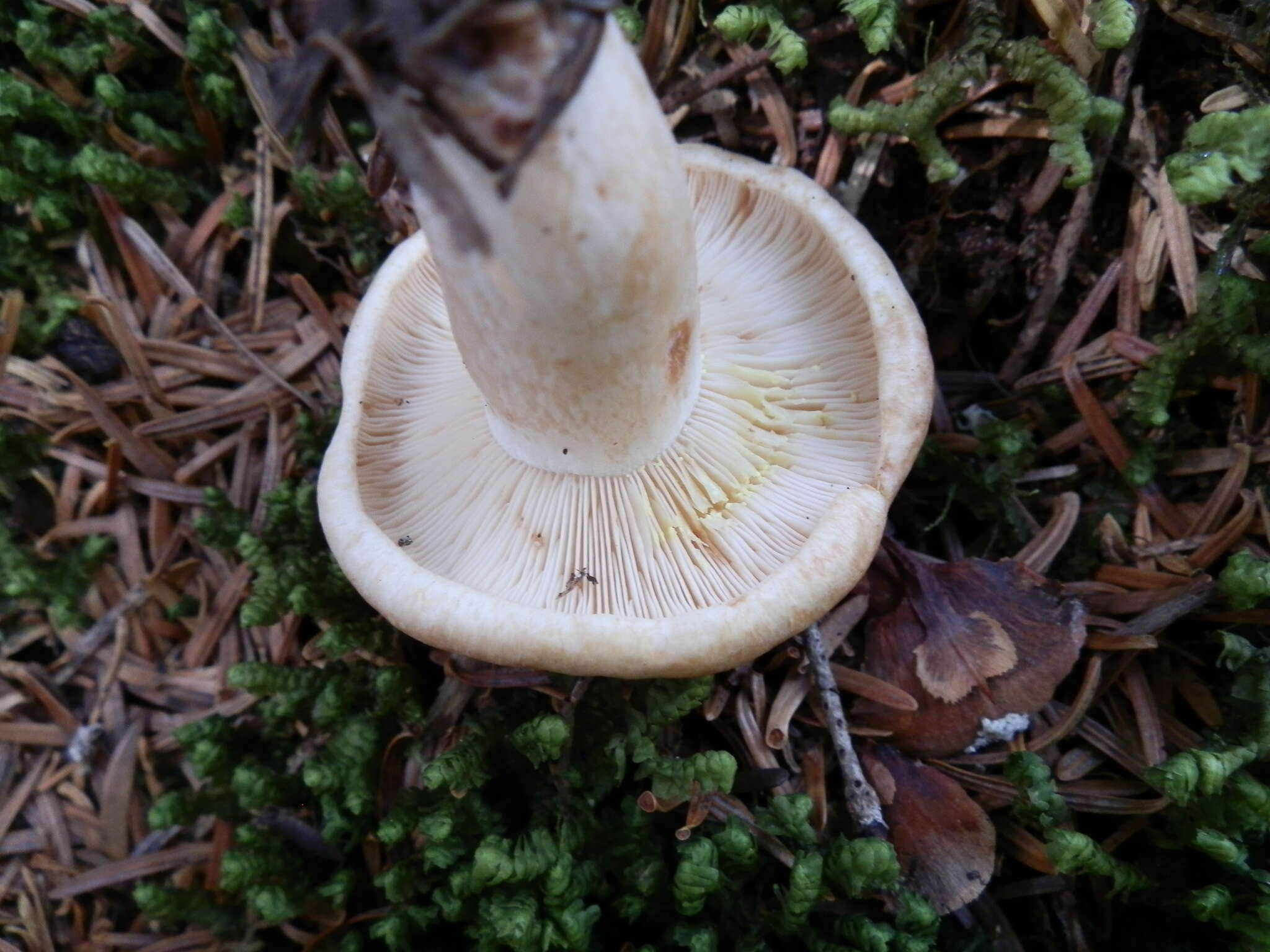 Image of Lactarius vinaceorufescens A. H. Sm. 1960