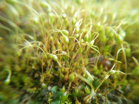 Image of funaria moss