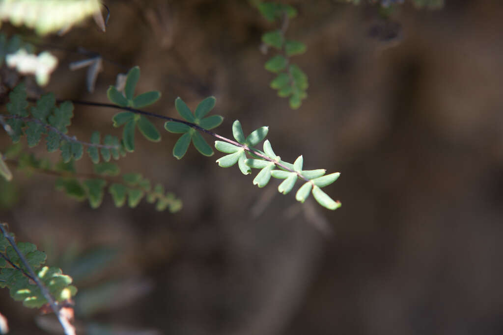 Image of trans-pecos cliffbrake