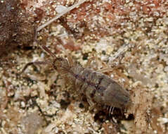 Image of Springtail