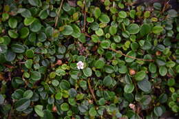 Image of coral beauty cotoneaster