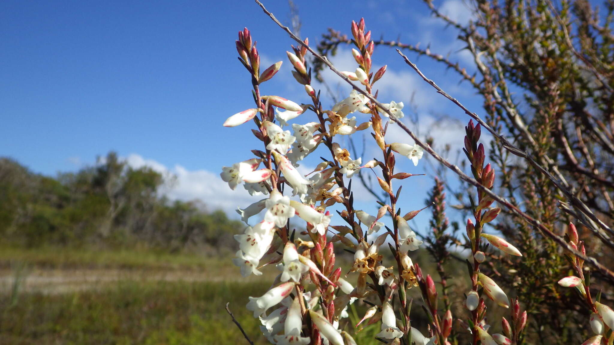 Imagem de Epacris obtusifolia Sm.