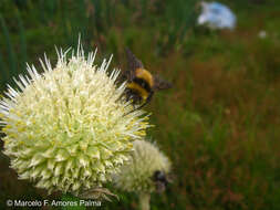 صورة Bombus robustus Smith 1854