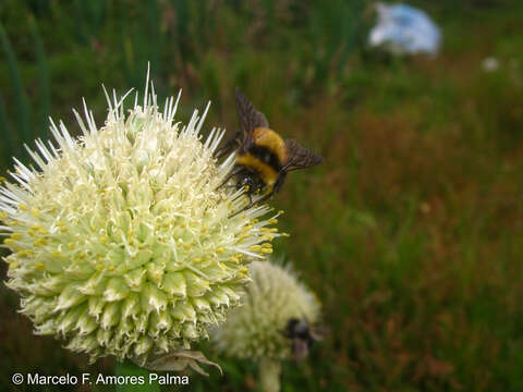 Image of Bombus robustus Smith 1854