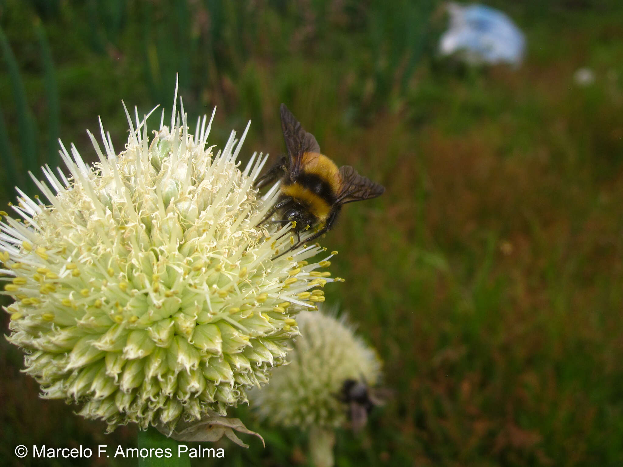 صورة Bombus robustus Smith 1854