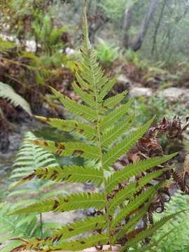 Image of Lindheimer shield fern