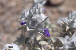 Imagem de Salvia funerea M. E. Jones