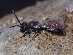 Image of Hylaeus nivicola Meade-Waldo 1923