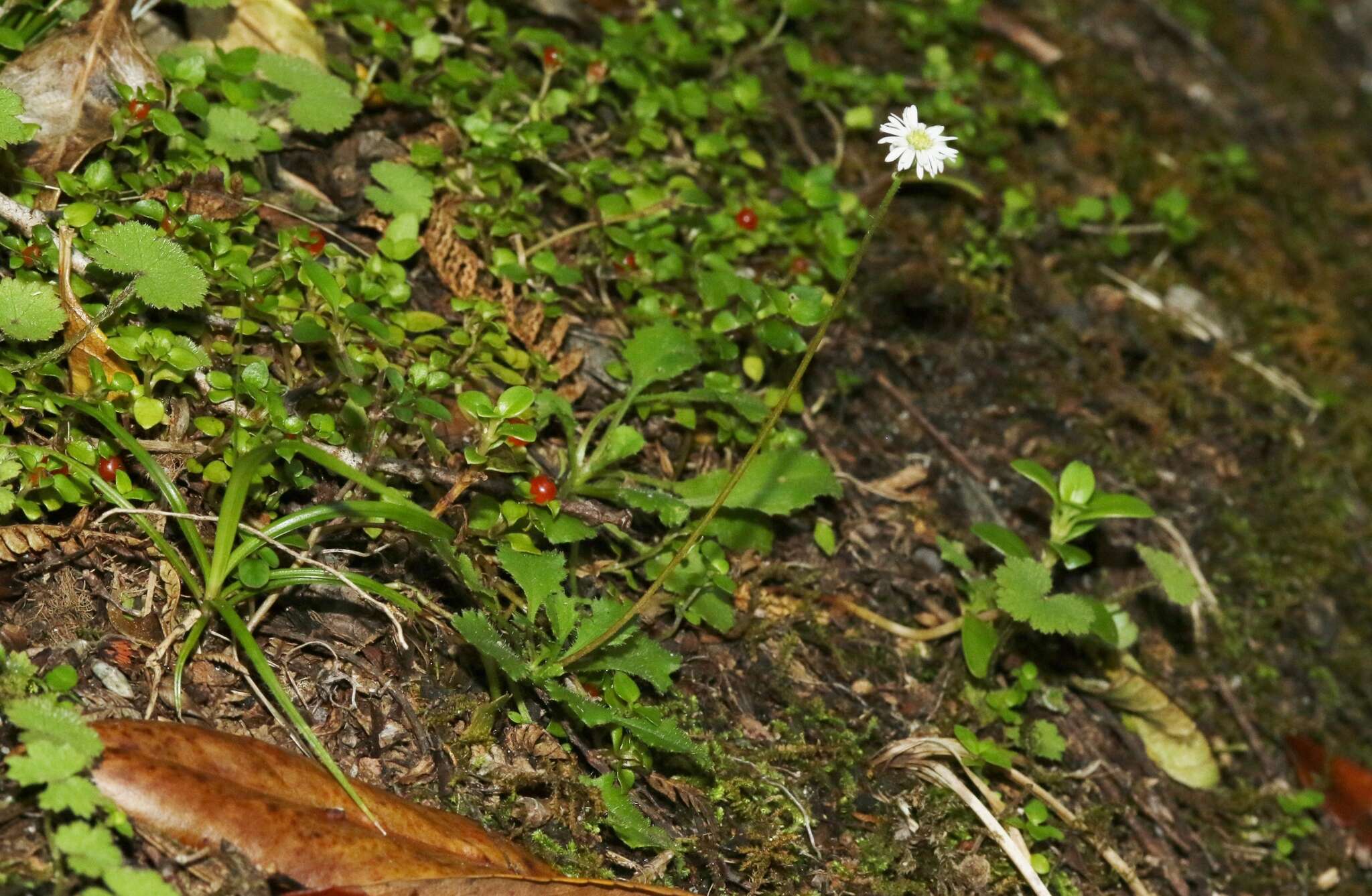 Image de Lagenophora pumila (Forst. fil.) Cheesem.