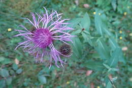 Centaurea phrygia L. resmi