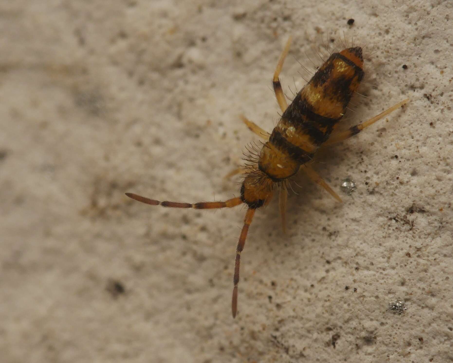 Image of Willowsia platani (Nicolet & H 1842)