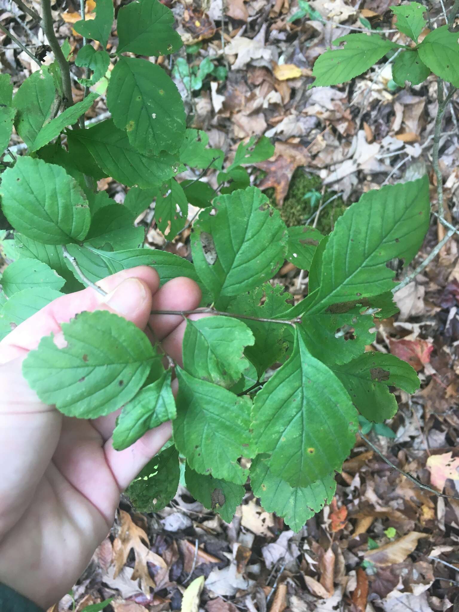 Sivun Crataegus calpodendron (Ehrh.) Medik. kuva