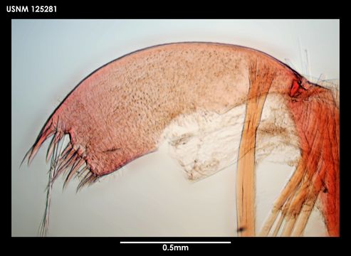 Image of <i>Litoscalpellum fissicarinatum</i> Newman & Ross 1971
