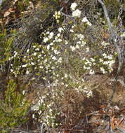 Image of Lachnaea diosmoides Meissn.