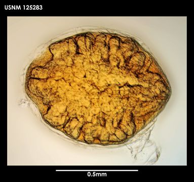 Image of <i>Litoscalpellum simplex</i> Newman & Ross 1971