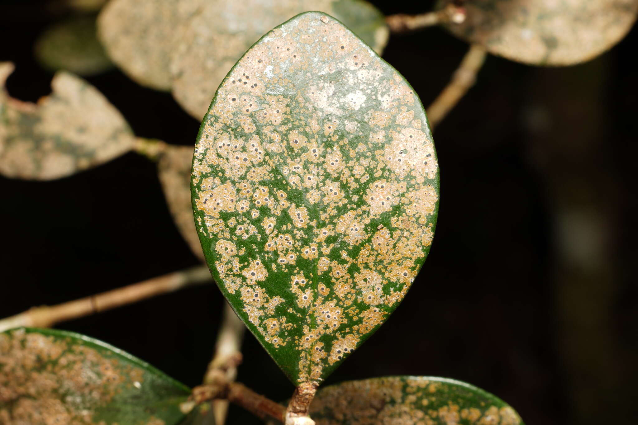 Imagem de Eugenia buxifolia Lam.