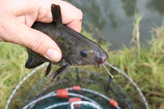 Image of Black catfish