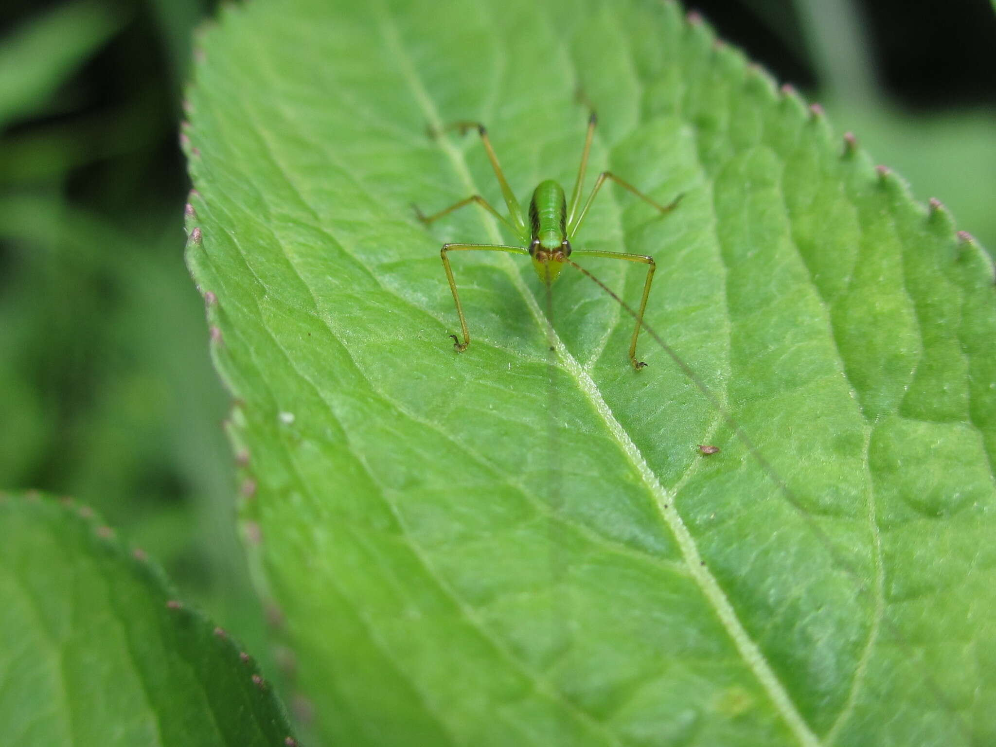 Image of Japanese broadwinged katydid