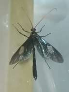 صورة Thyreodon rivinae Porter 1980