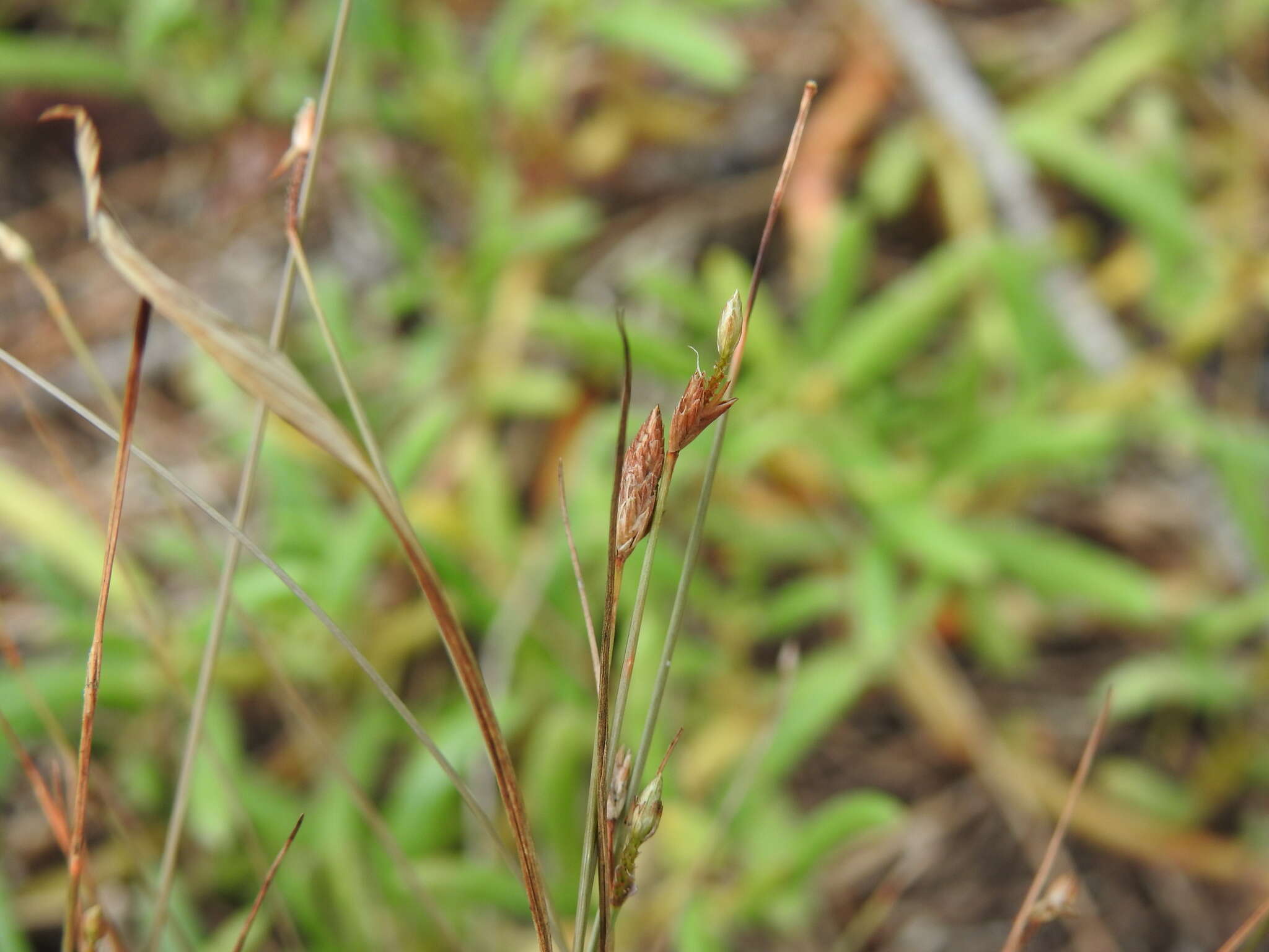 Fimbristylis polytrichoides (Retz.) Vahl的圖片