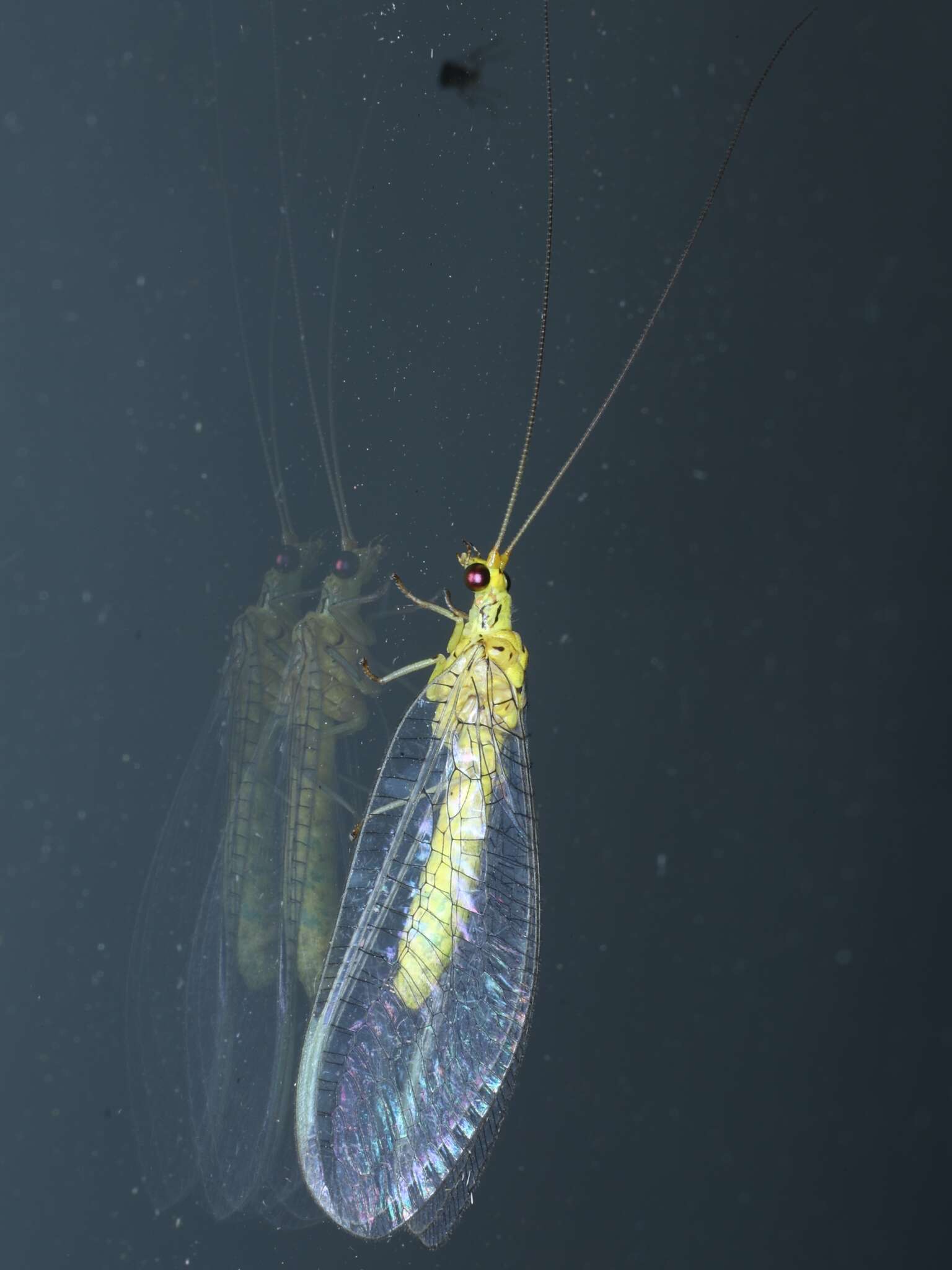 Image of Calochrysa