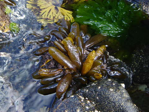 Image of Adenocystis utricularis