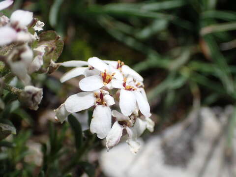 Plancia ëd Iberis saxatilis L.