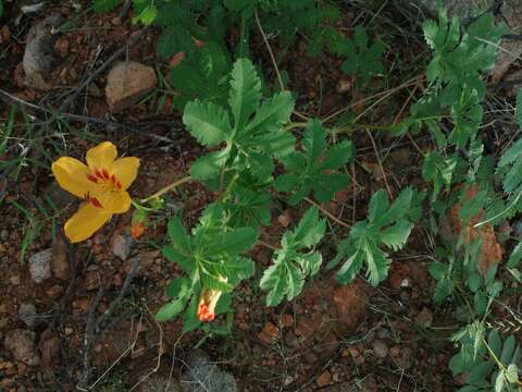 Imagem de Cochlospermum palmatifidum (Moc. & Sessé ex DC.) Byng & Christenh.